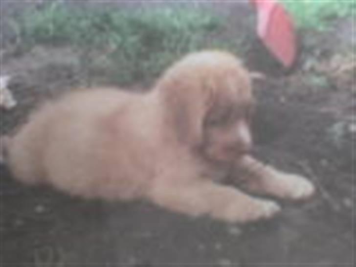 Nova scotia duck tolling retriever Silas <'3 - som hvalp<3 billede 3