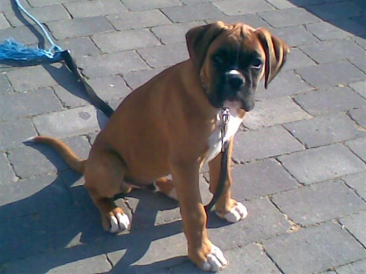 Boxer FREY billede 7