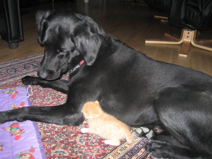 Labrador retriever Jensen R.I.P billede 2