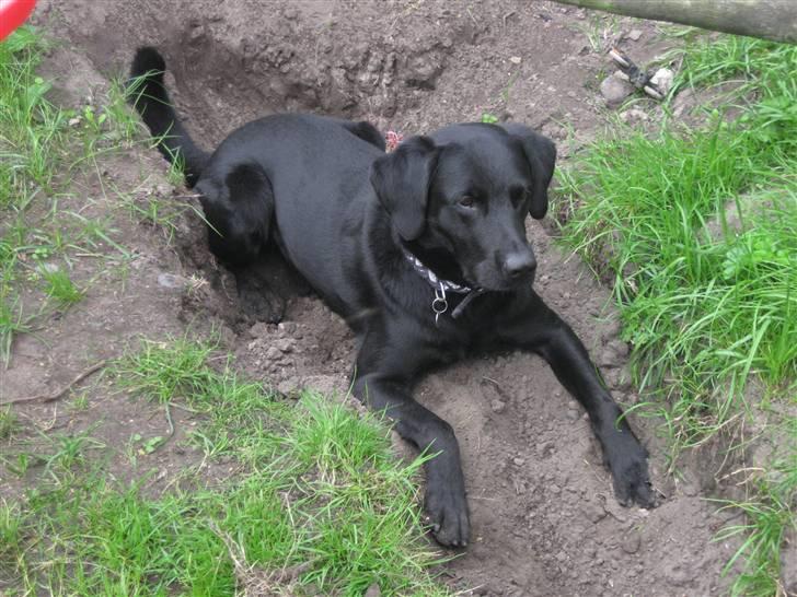 Labrador retriever Jensen R.I.P billede 3