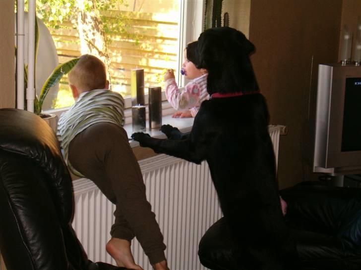 Labrador retriever Jensen R.I.P billede 4