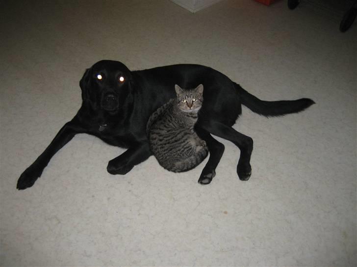 Labrador retriever Jensen R.I.P billede 5