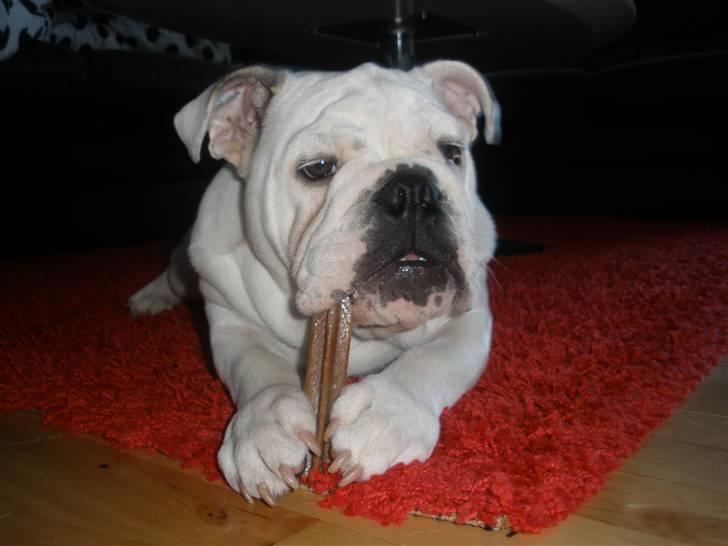 Engelsk bulldog Szhirley billede 20