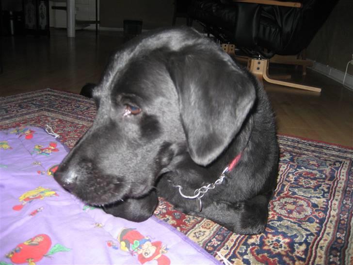 Labrador retriever Jensen R.I.P billede 7