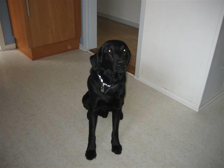 Labrador retriever Jensen R.I.P billede 8
