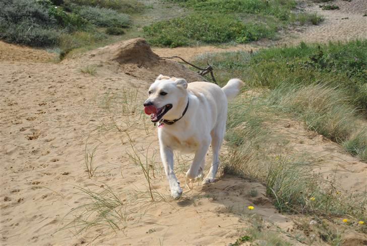 Blanding af racer Basse - "Dogs are not our whole life, but they make our lives whole" - unknown billede 14