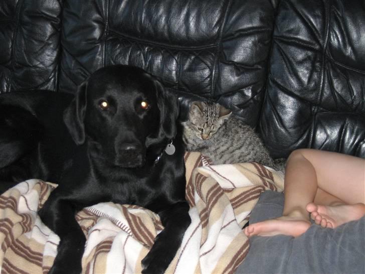 Labrador retriever Jensen R.I.P billede 9