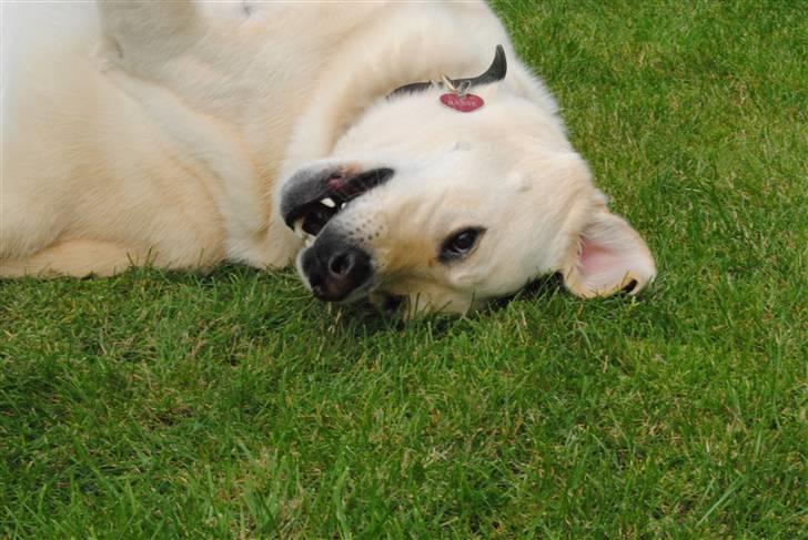 Blanding af racer Basse - Vi ses på den anden side :´) billede 16