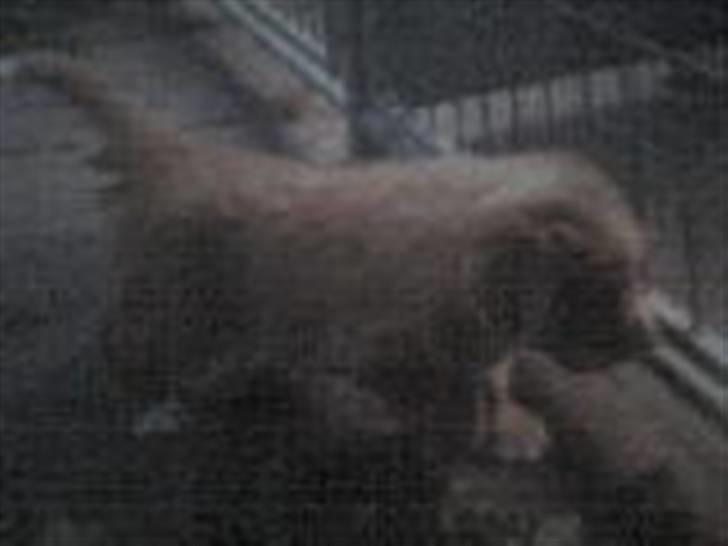 Nova scotia duck tolling retriever Silas <'3 - ude og kigge på hunde så var der ham her silas<3 billede 4