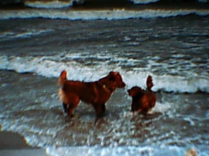 Nova scotia duck tolling retriever Silas <'3 - ude og bade med sin moster billede 7