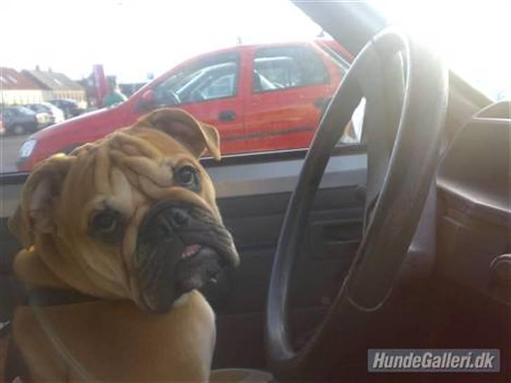 Blanding af racer Aja - kom så kører vi :D billede 18