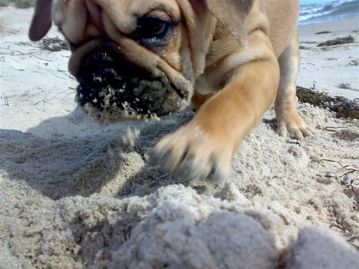 Blanding af racer Aja - Nøj man kan grave i det her stads :o) billede 19