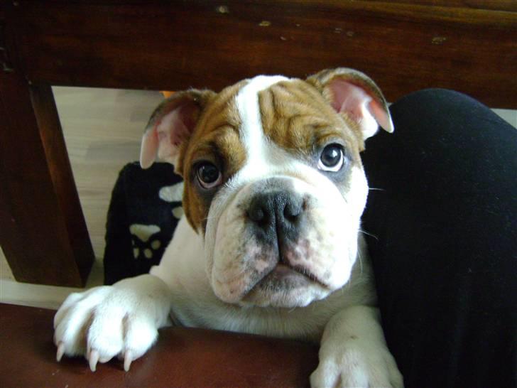 Engelsk bulldog Eddie billede 7