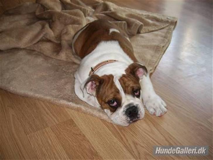 Engelsk bulldog Eddie billede 8