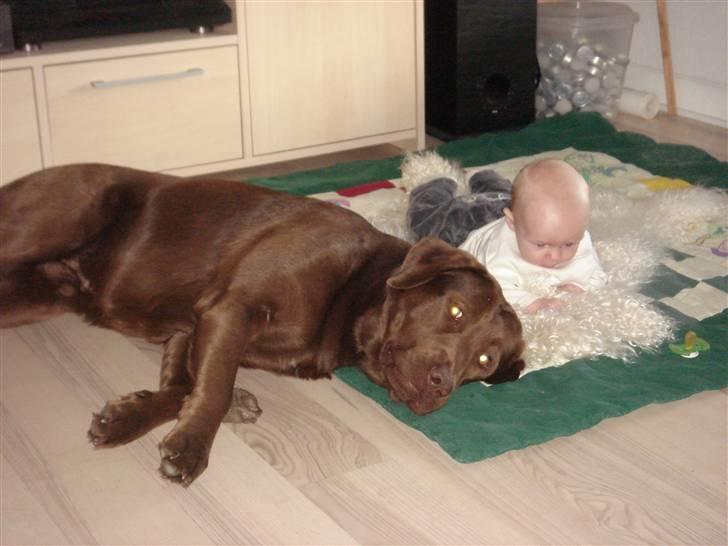Labrador retriever Brutus billede 1