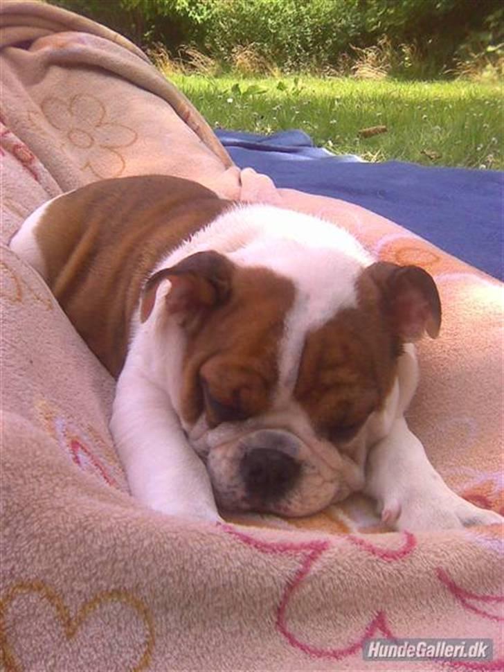 Engelsk bulldog Eddie - Eddie med "farmand" billede 9