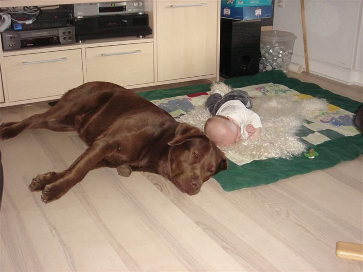 Labrador retriever Brutus billede 2