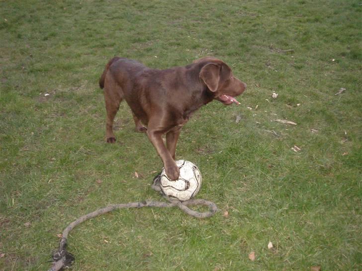 Labrador retriever Brutus billede 3