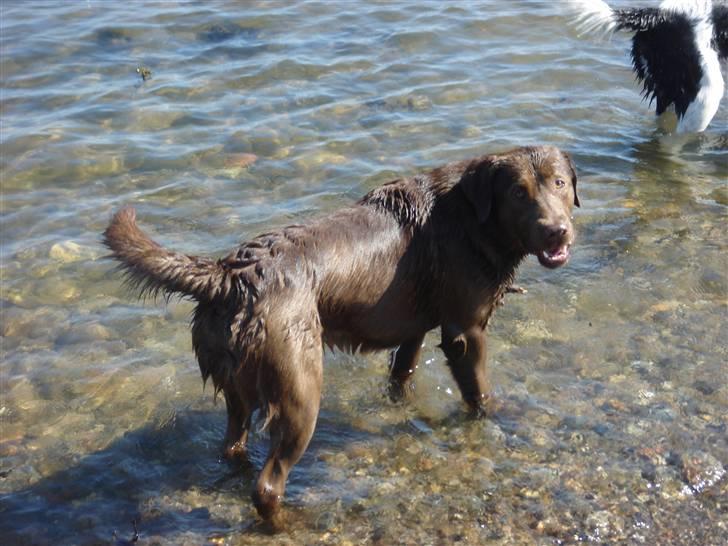 Labrador retriever Brutus billede 4