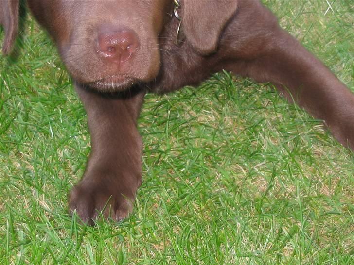 Labrador retriever Brutus billede 5