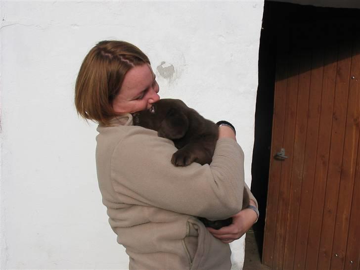 Labrador retriever Brutus billede 7