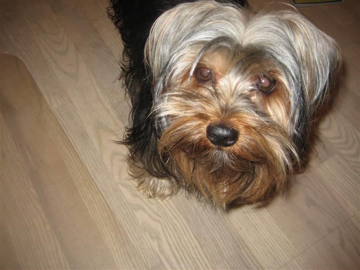 Yorkshire terrier Balu rappperen billede 1