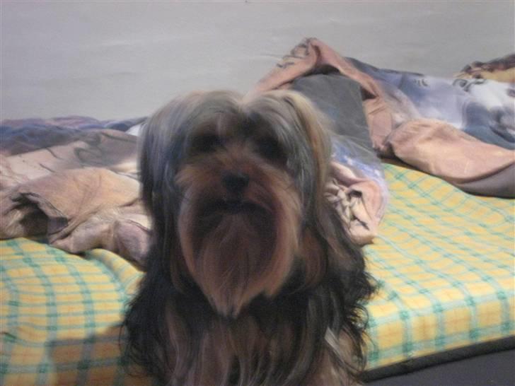 Yorkshire terrier Balu rappperen billede 2