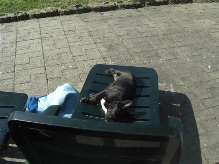 Fransk bulldog HOLGER billede 10