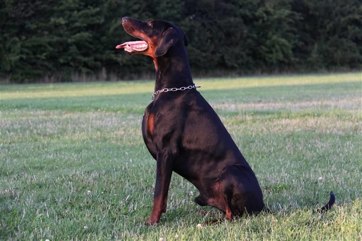 Dobermann Zargo - Så er der dømt "Skyd din brystkasse frem" fotosession billede 16