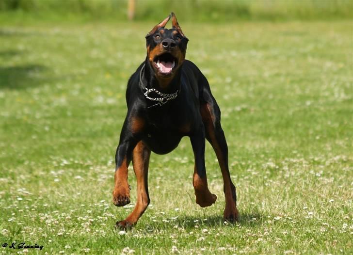Dobermann Falcon R.I.P billede 6