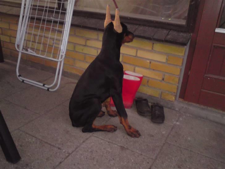 Dobermann Falcon R.I.P billede 7