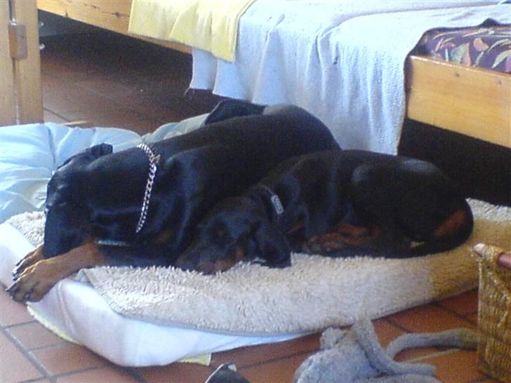 Dobermann Zargo - Det er dejligt at putte ved siden af søster... billede 17