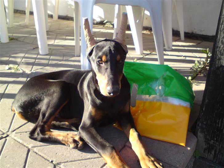Dobermann Falcon R.I.P billede 8