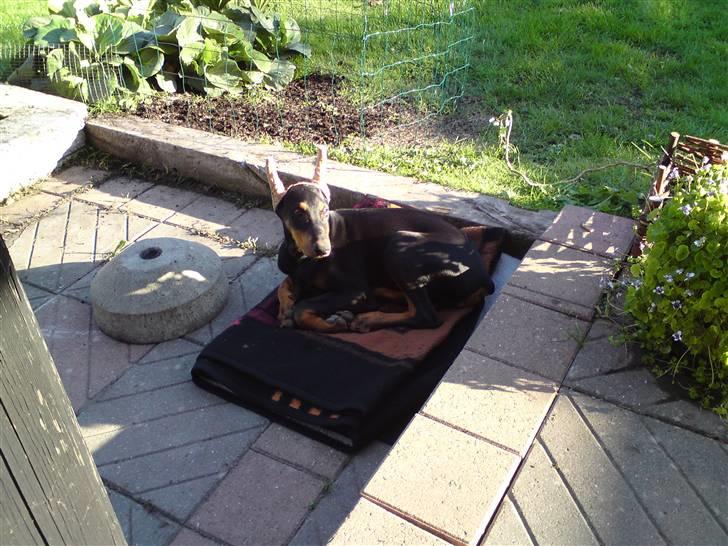 Dobermann Falcon R.I.P billede 9