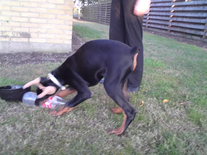 Dobermann Falcon R.I.P billede 10