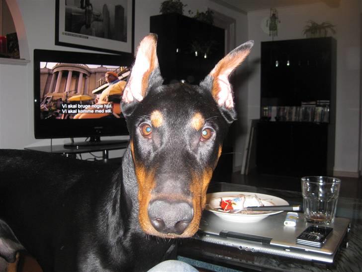 Dobermann Falcon R.I.P billede 11