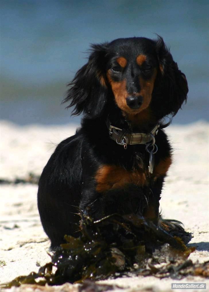 Dværggravhund Munthe billede 15