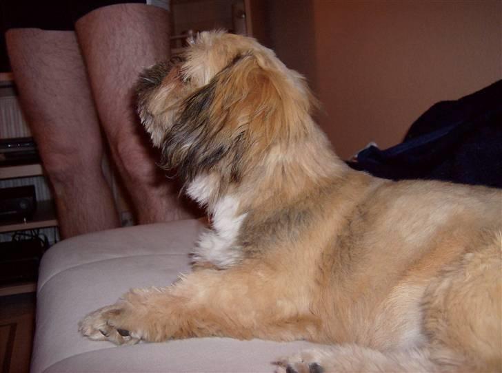 Blanding af racer Luna - Profilbillede... billede 9