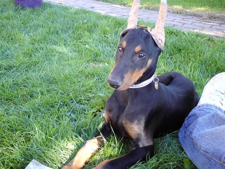 Dobermann Falcon R.I.P billede 12