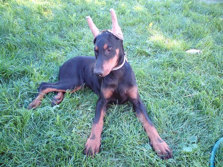 Dobermann Falcon R.I.P billede 13