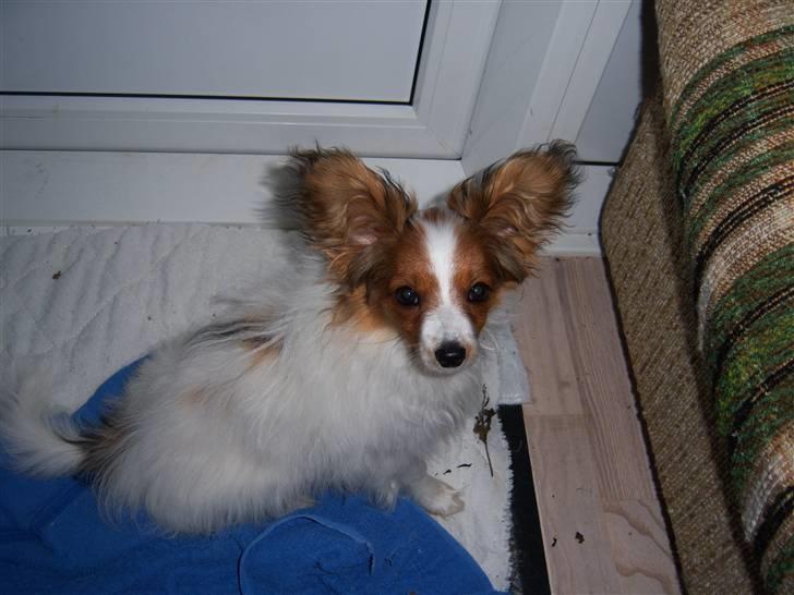 Papillon Westerbo´Anton - En meget flot fyr billede 10