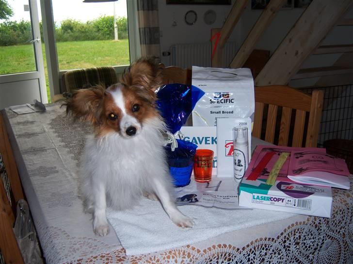 Papillon Westerbo´Anton - Se hvad jeg har vundet til Vilhemsborg skuet 2008, for første gang, flot ikke ?. billede 11