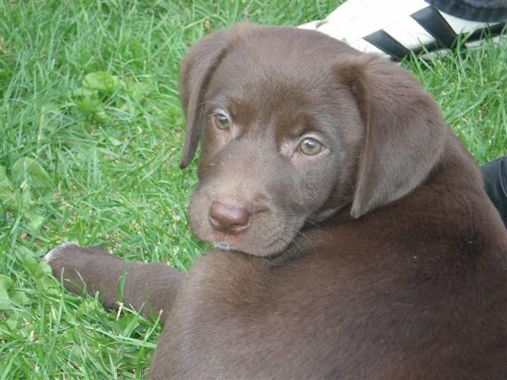 Blanding af racer Centa - er jeg ikke dejlig billede 1