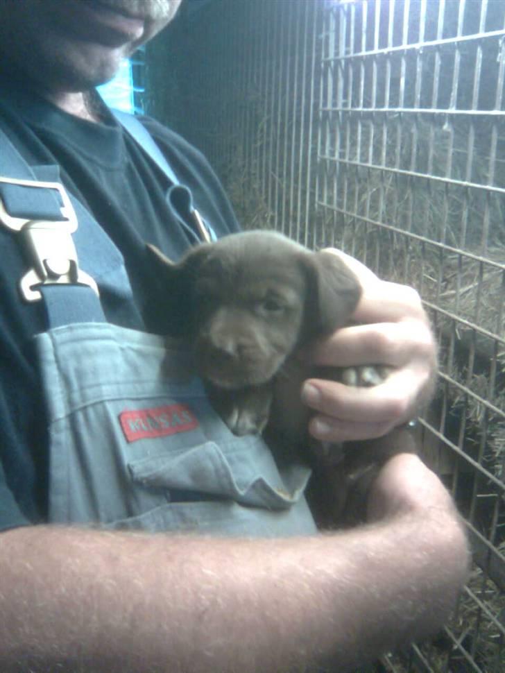 Blanding af racer Centa - Første gang vi ser hende 4 uger gammel billede 2