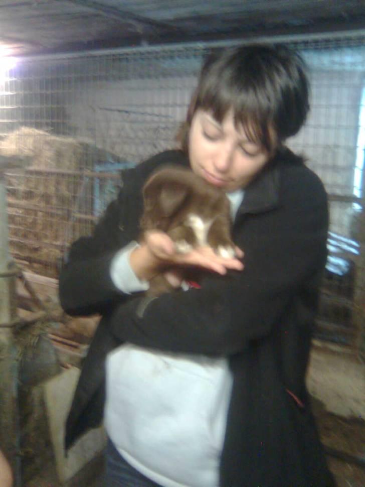 Blanding af racer Centa - se hvor fin hun er billede 4