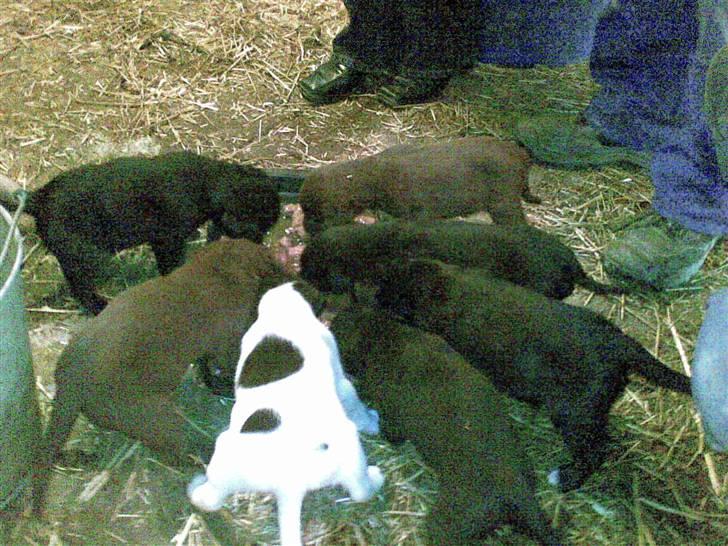 Blanding af racer Centa - Centa og alle hendes søskende, de får lige noget mad billede 5