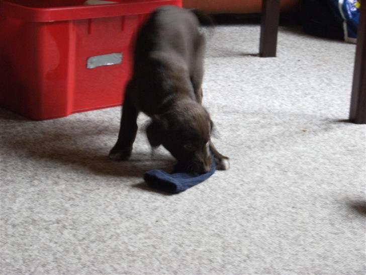 Blanding af racer Centa - så er centa kommet hjem til os 8 uger gammel og hun har fået en strømpe billede 6