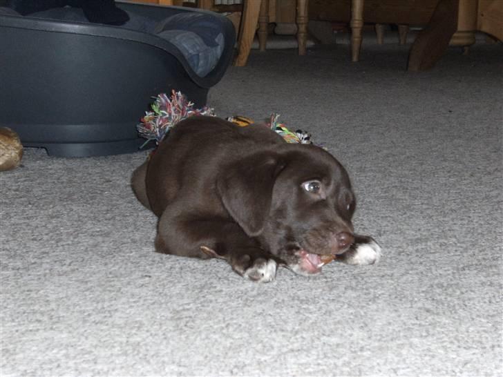 Blanding af racer Centa - dejligt at have noget at bide i billede 7