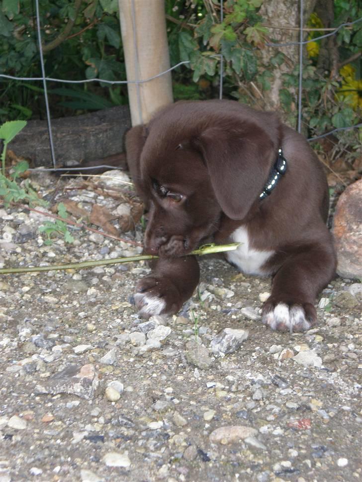 Blanding af racer Centa - Centa udenfor hos Ditte billede 8