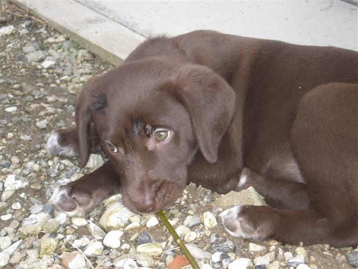 Blanding af racer Centa - lidt træt efter man har leget billede 9